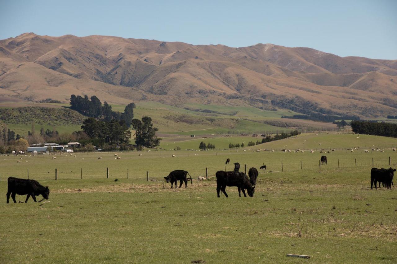 Shearvue Farmstay With Optional Free Farm Experience At 5Pm Fairlie Luaran gambar